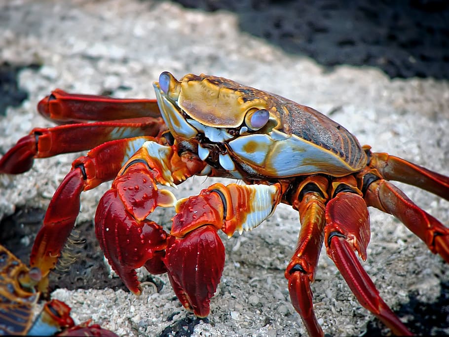 Red White and Brown Crab, aquatic, beach, colorful, colourful, HD wallpaper