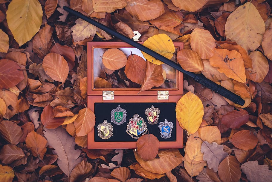 black magic stick, autumn, plant part, leaf, change, leaves, dry HD wallpaper
