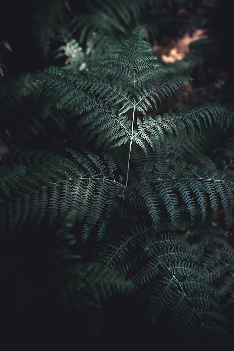 green fern, plant, united kingdom, beaonsfield, vegetation, leaf HD wallpaper