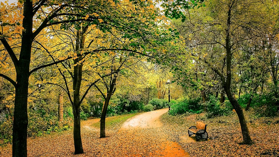 canada, tree, plant, real people, growth, one person, nature HD wallpaper