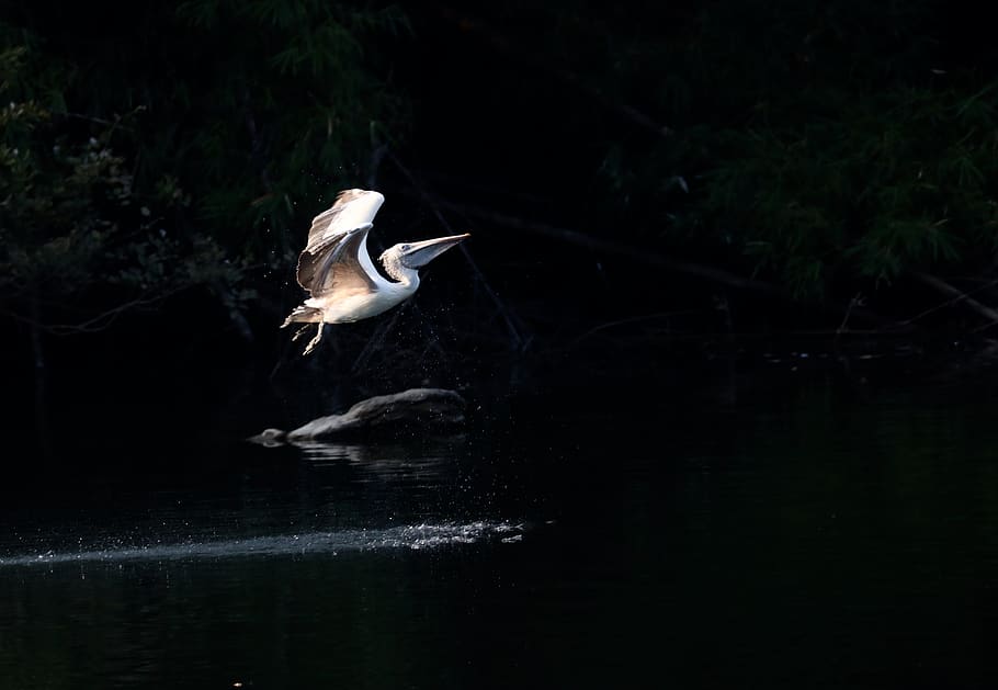 bird flying over body of water, heron, ardeidae, animal, waterfowl, HD wallpaper