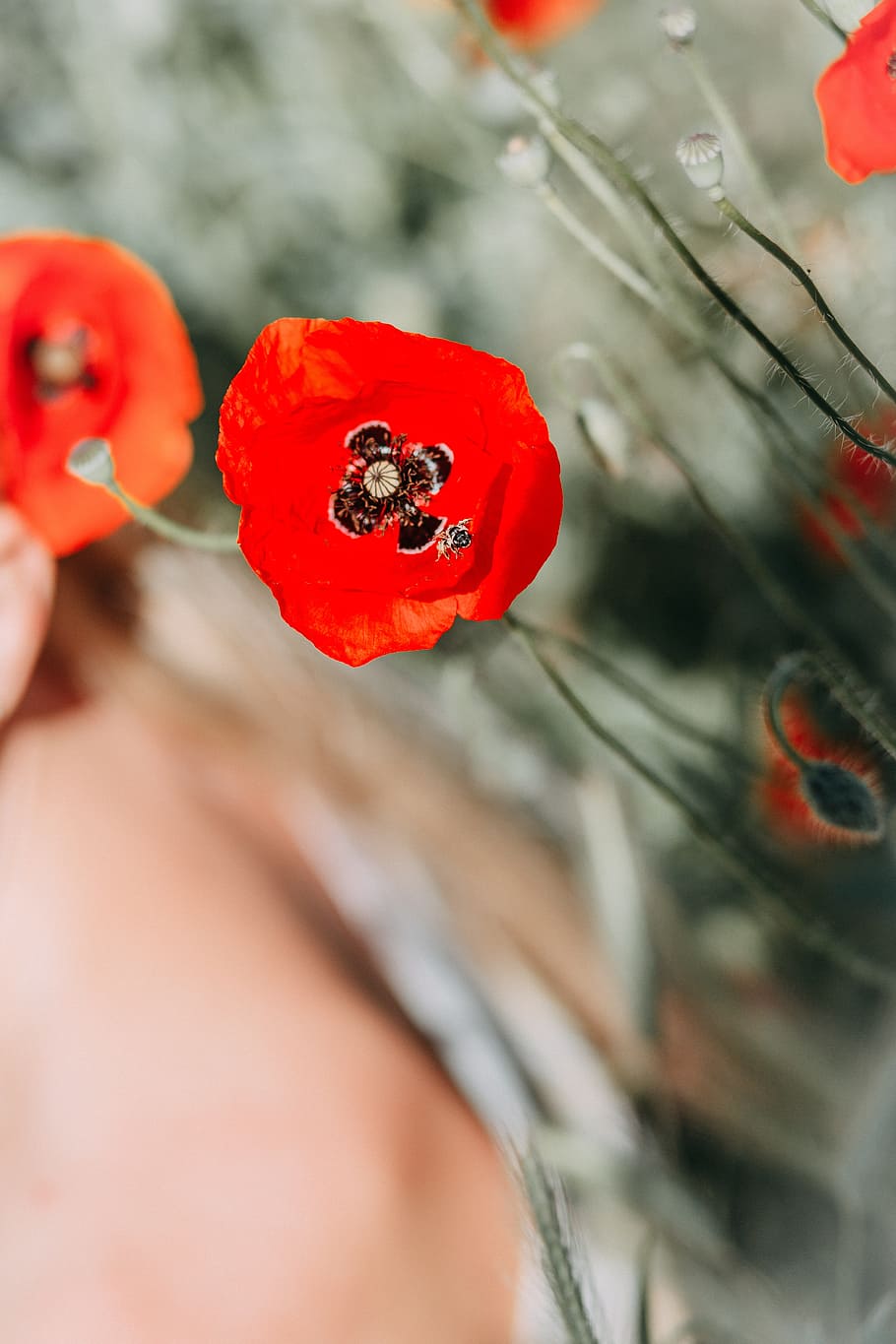 Shallow Focus Photography of Red Flower, beautiful, bloom, blooming HD wallpaper