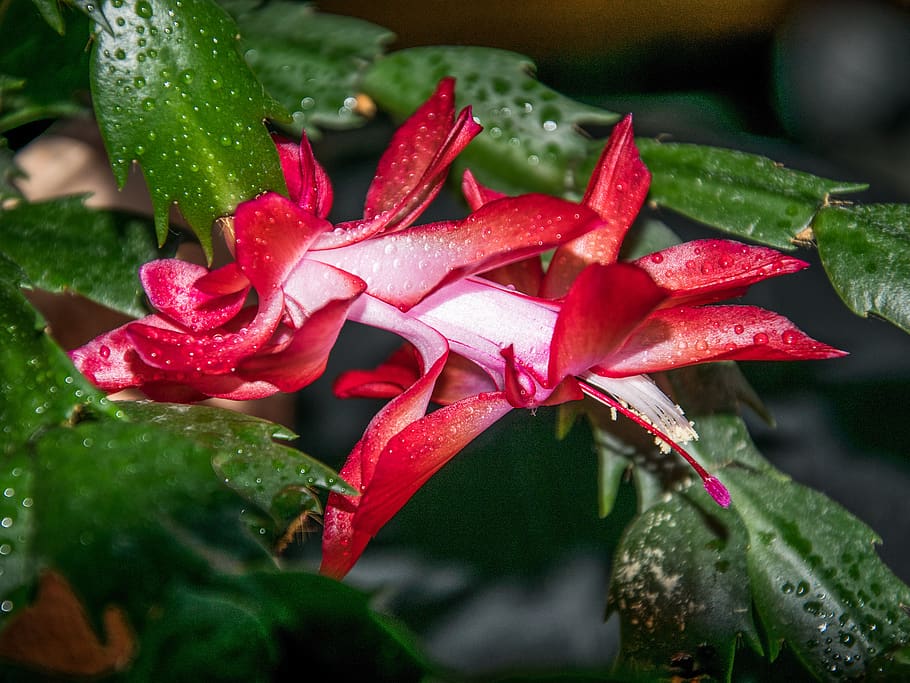 flower, flora, decorative, drops, plant, close-up, beauty in nature, HD wallpaper
