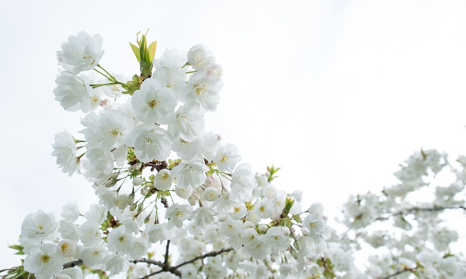 white, blossom, spring, bloom, plant, nature, flowers, petals HD wallpaper