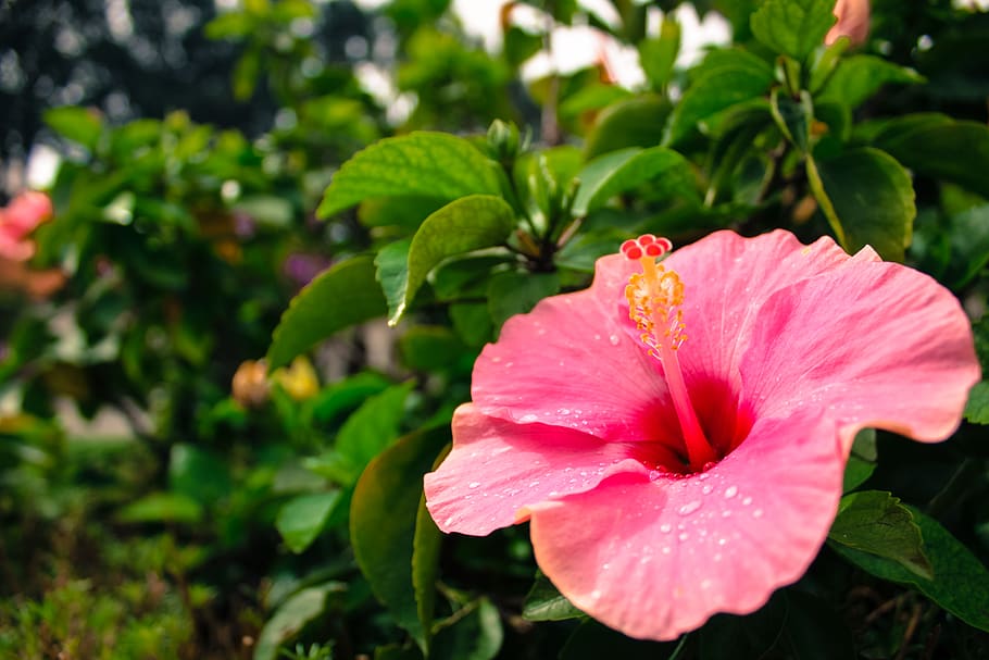 tree, plant, flower, closeup, pink, pollen, beautiful, water HD wallpaper