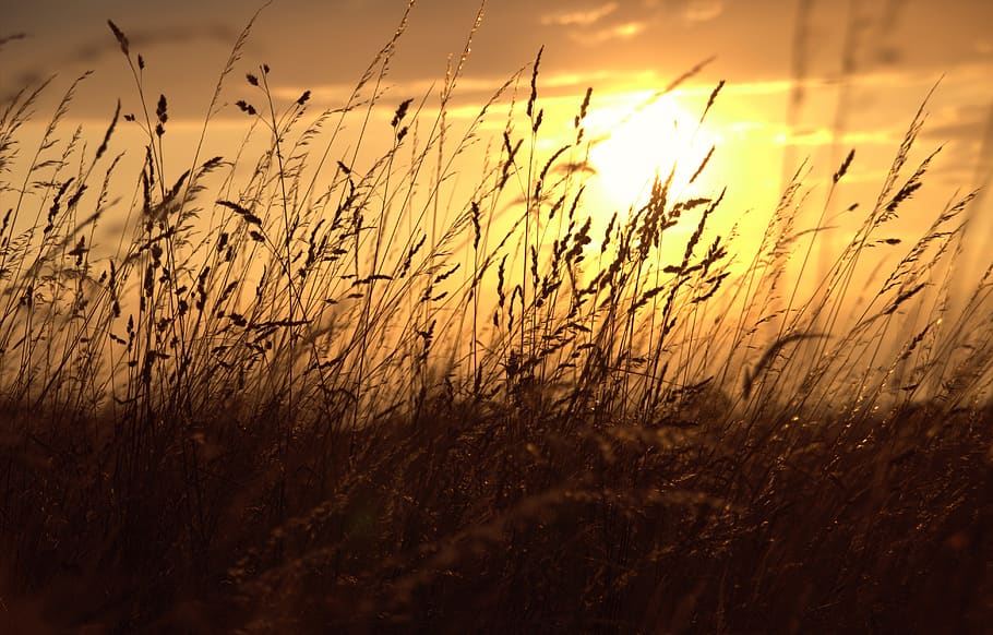 sun, evening, sunset, summer, dusk, sky, solar energy, afterglow HD wallpaper