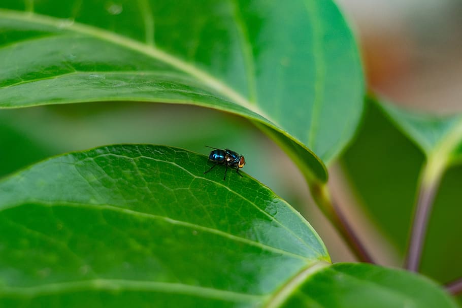 brazil, plant part, leaf, green color, invertebrate, insect HD wallpaper