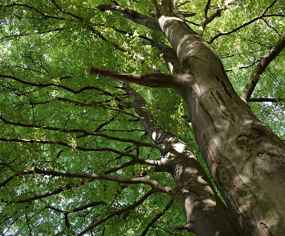 trees, beech, forest, green, spring, deciduous tree, leaves HD wallpaper