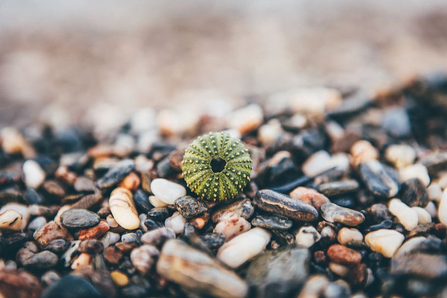 rocks, pebbles, beach, food and drink, no people, selective focus HD wallpaper