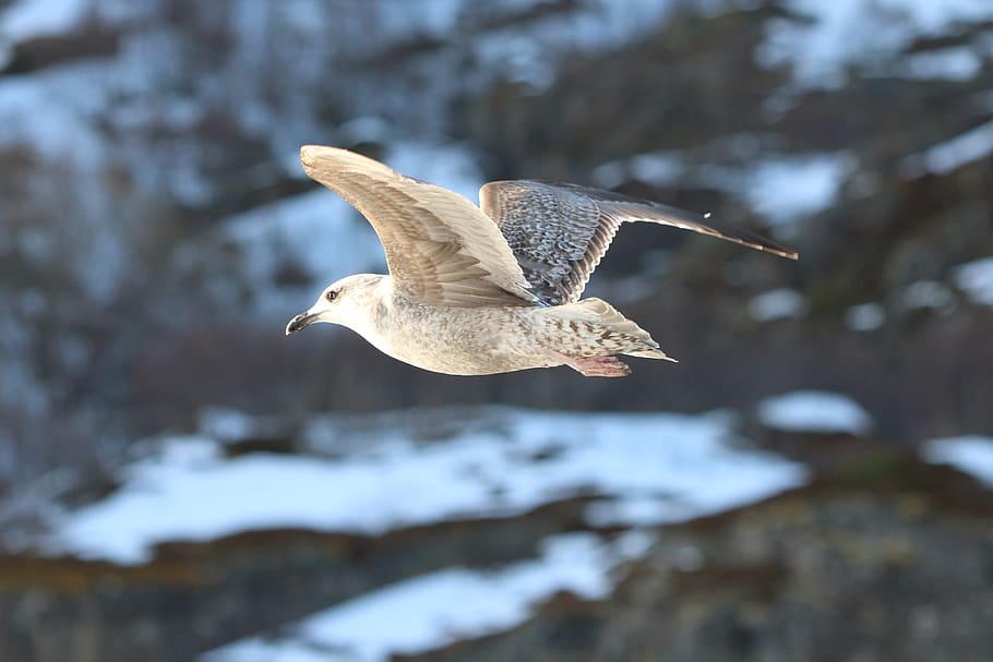gull, flight, bird, seabird, norway, seagull, flying, nature HD wallpaper