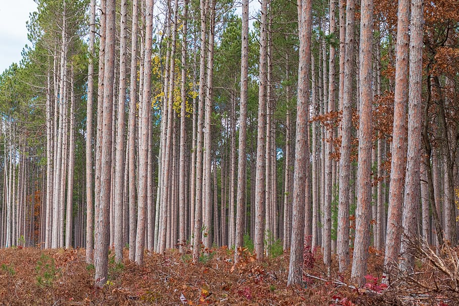 brown-and-green trees, forest, trunk, tree trunk, land, plant HD wallpaper