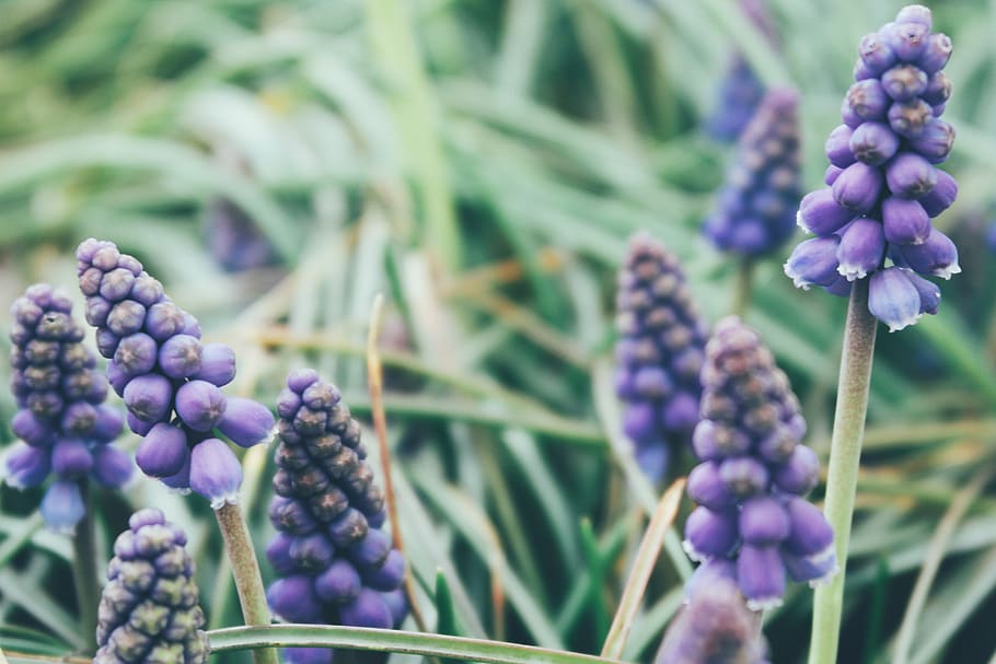 nature, flowers, purple, plant, growth, freshness, flowering plant HD wallpaper