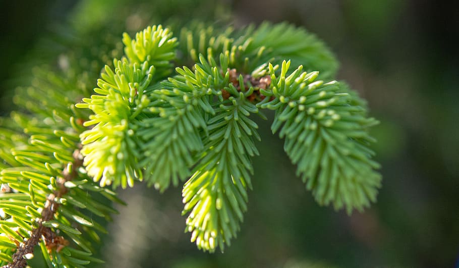 tree, fir, green, forest, nature, trees, evergreen, woods, pines HD wallpaper