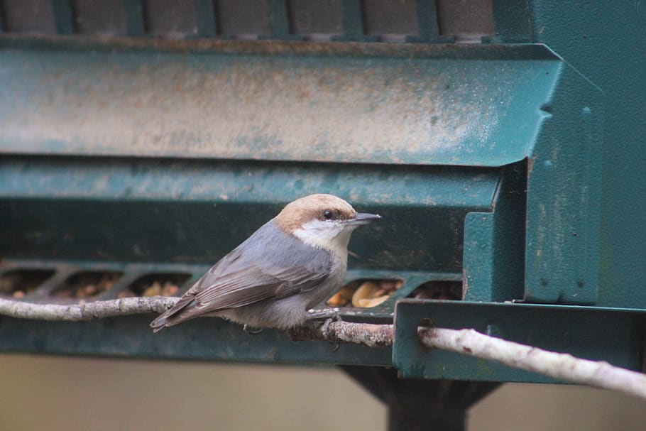 nuthatch, bird, nature, wildlife, cute, beak, feather, feeding HD wallpaper