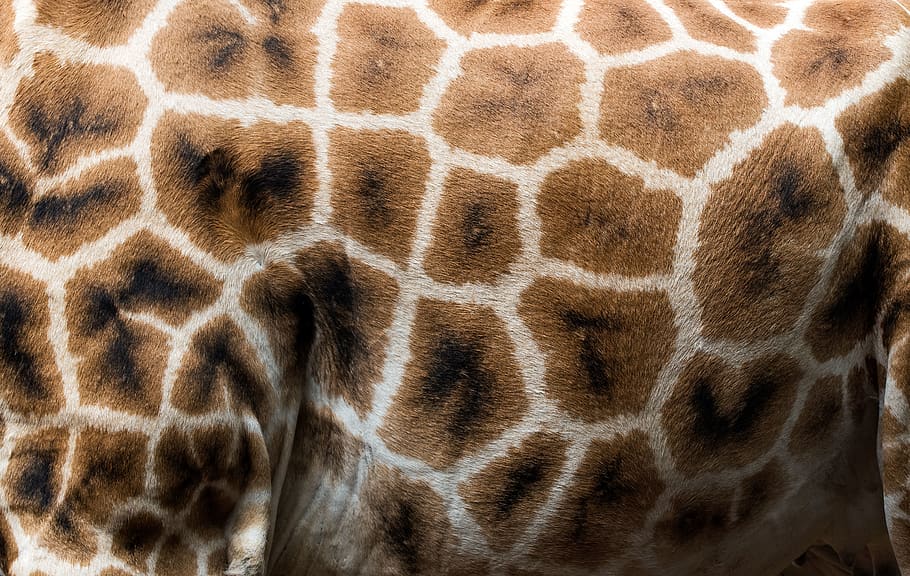 brown, white, and black textile, animal themes, one animal, mammal HD wallpaper
