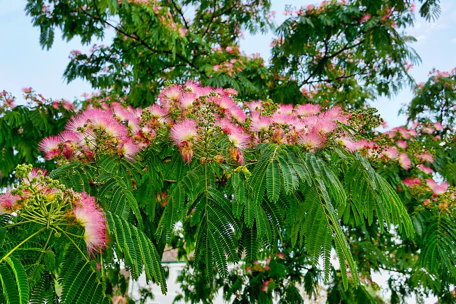 nature, tree, silk tree, silk tree flower, blossom, plant, growth HD wallpaper
