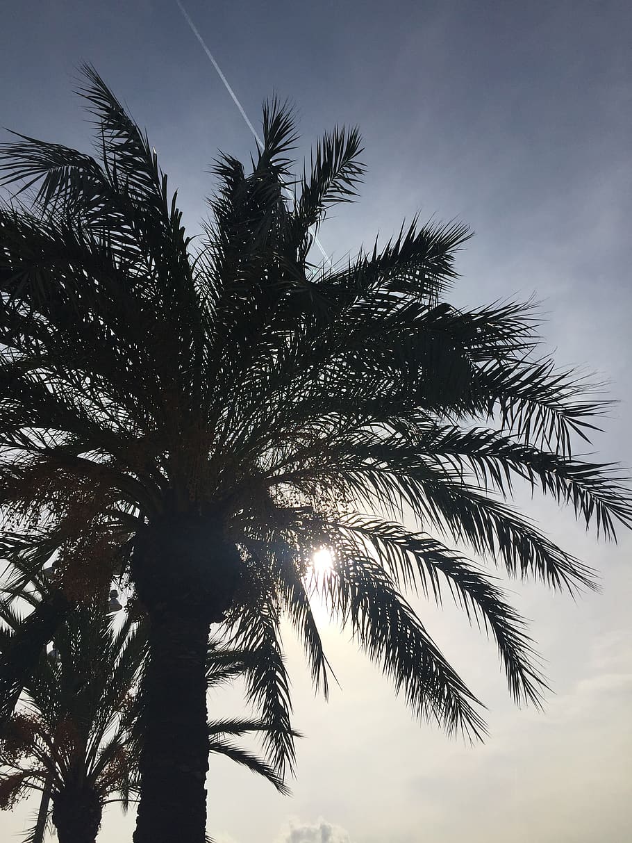 spain, barcelona, tree, palm tree, sky, tropical climate, plant HD wallpaper