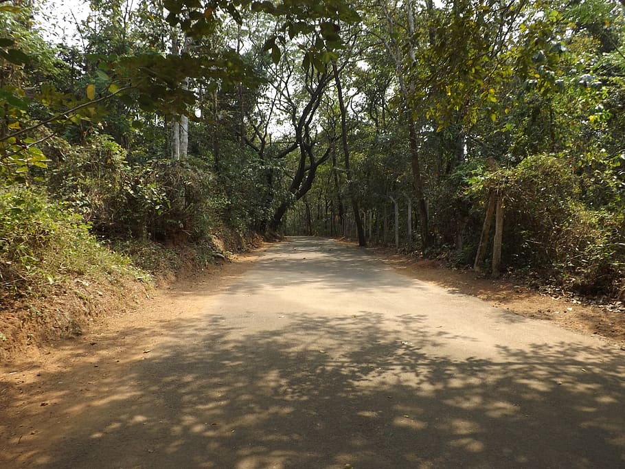 india, nilambur, tree, plant, direction, the way forward, forest HD wallpaper