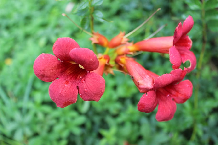 flowers, plant, bloom, red, garden, beautiful, colorful, beauty in nature HD wallpaper
