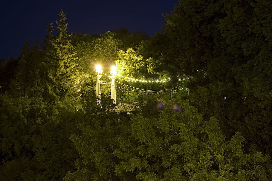 Ufa, light, night, trees, woods, plant, illuminated, lighting equipment HD wallpaper