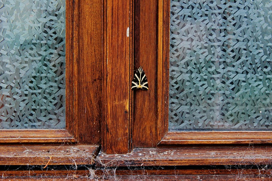 france, normandy, insect, moth, window, building, glass, wood HD wallpaper