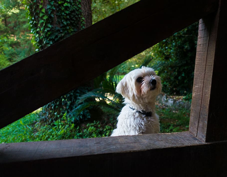 italy, orte, one animal, animal themes, canine, dog, mammal HD wallpaper