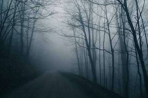 bare trees during nighttime, nature, weather, outdoors, fog, mist HD wallpaper