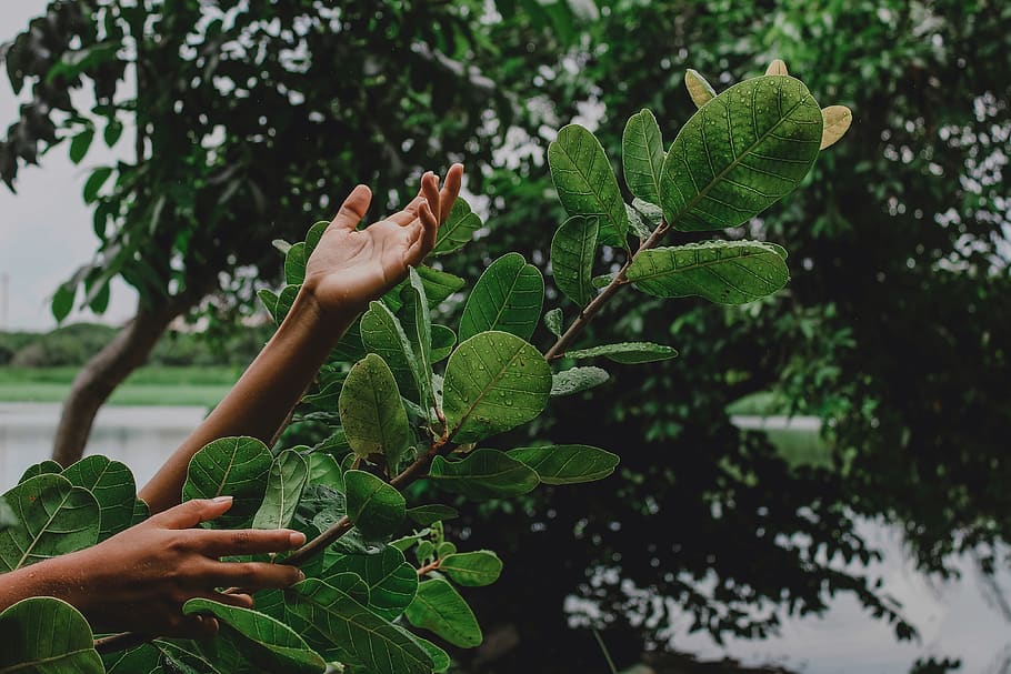 Hands Lifting Up, plant, human hand, real people, one person HD wallpaper