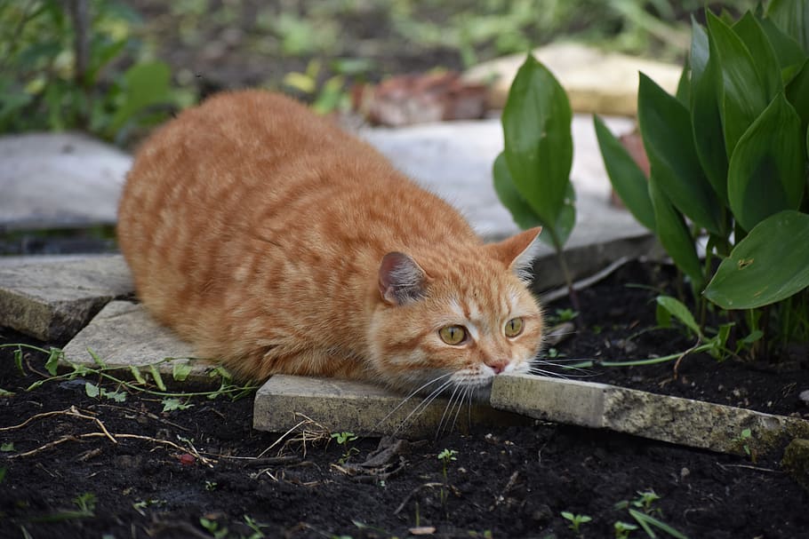 cat, redhead, hunts, hides, animal, hunting, hide and seek HD wallpaper