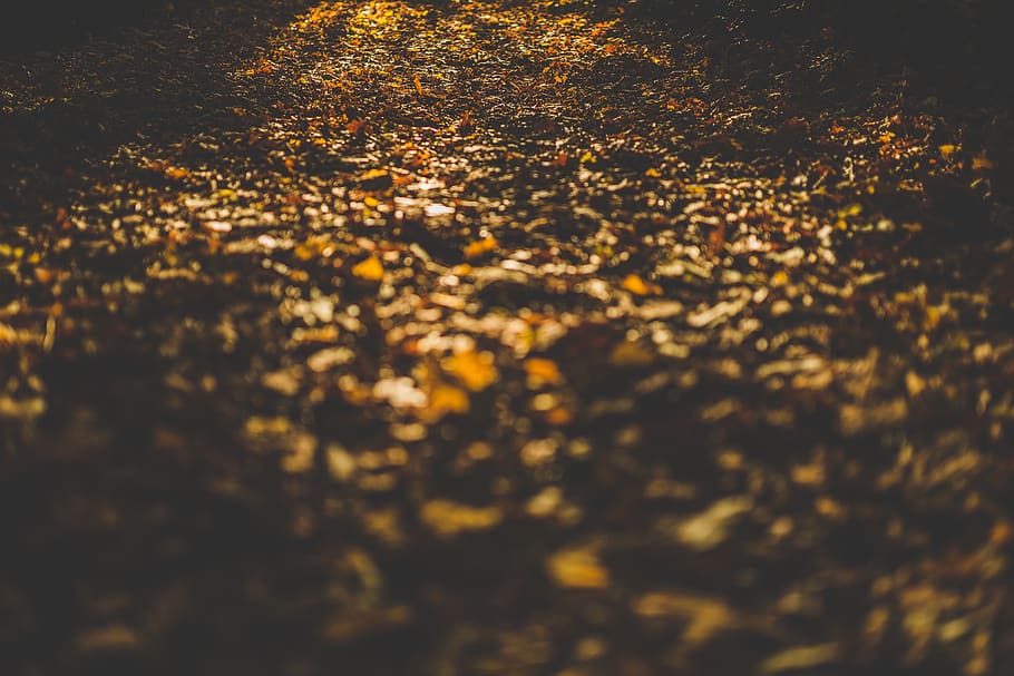 autumn, fall, leaves, park, sunset, shadows, dusk, nature, no people HD wallpaper