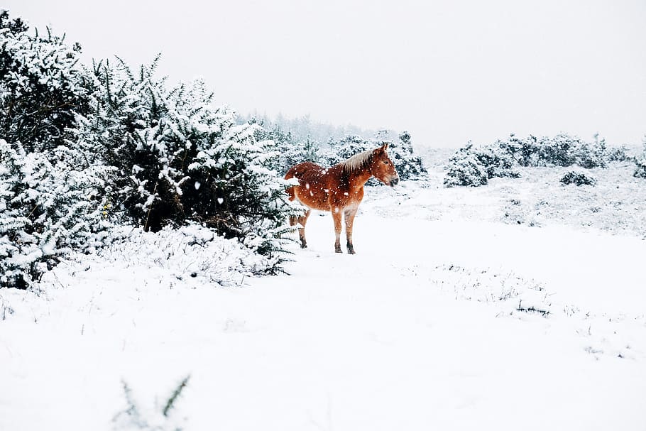 winter, snow, ice, white, horse, animal, plants, mammal, one animal HD wallpaper