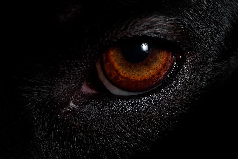 brown animal eye, mammal, animal themes, one animal, domestic animals HD wallpaper