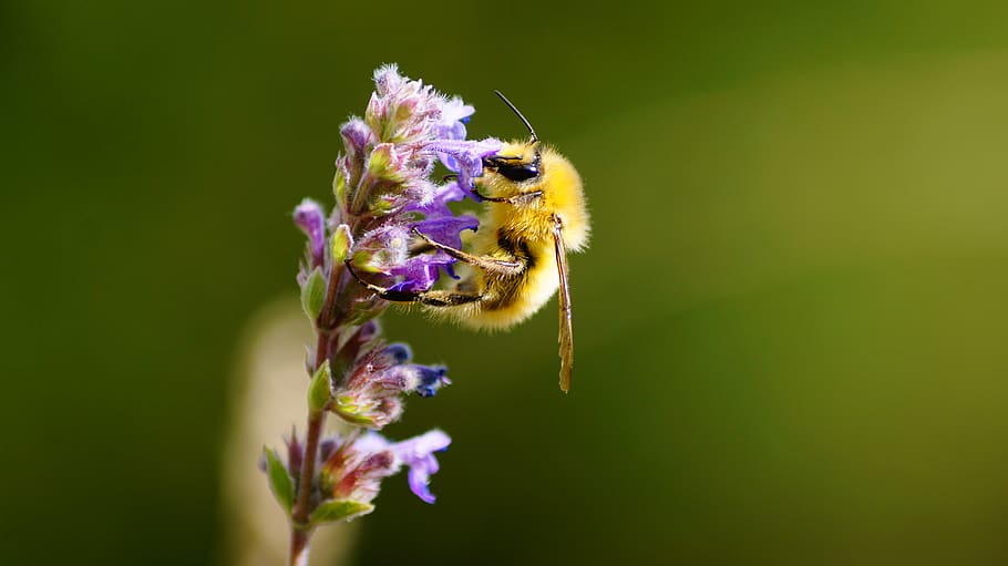bee pollinating on flower, insect, invertebrate, apidae, animal HD wallpaper