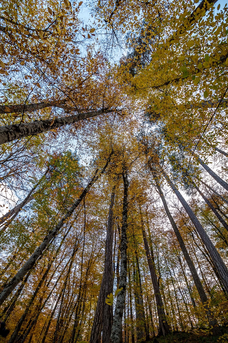 nature, autumn, forest, tree, november, yedigöller, bolu, plant HD wallpaper