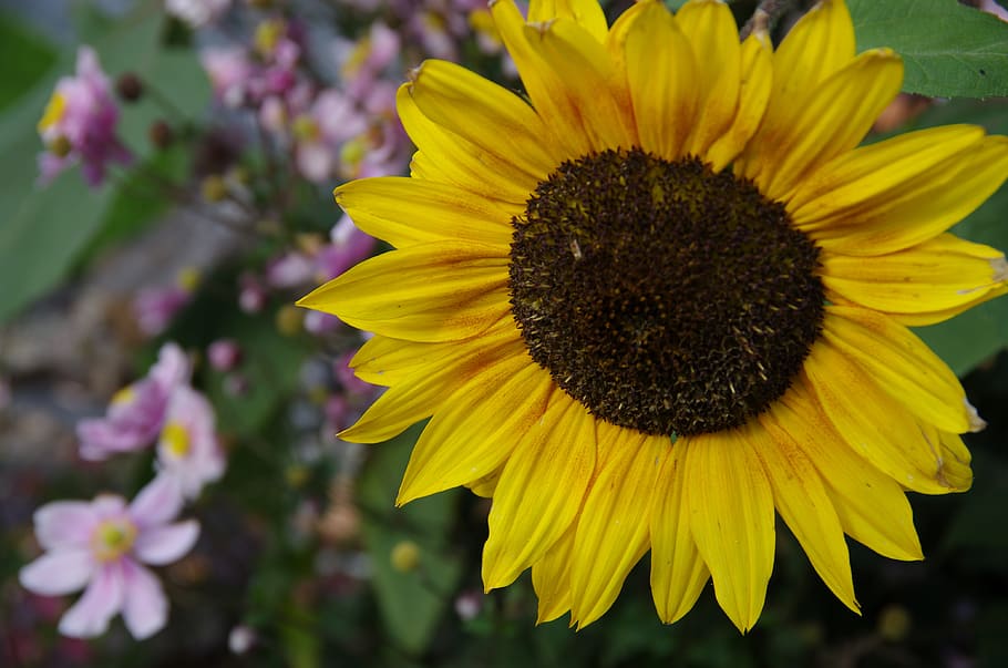 sunflower, yellow, nature, flowering plant, fragility, flower head HD wallpaper