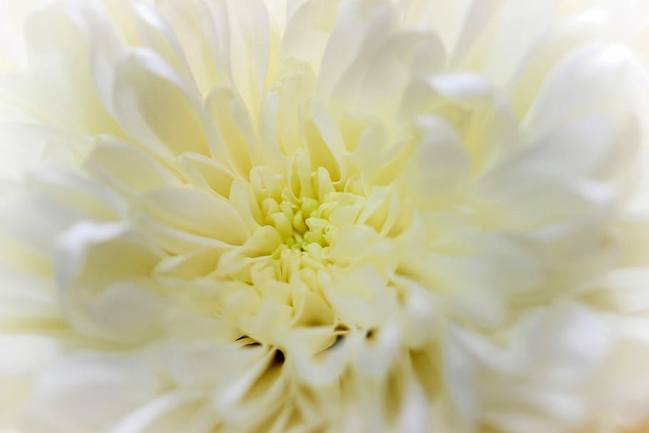 flower, white, macro, close up, detail, blossom, bloom, plant HD wallpaper