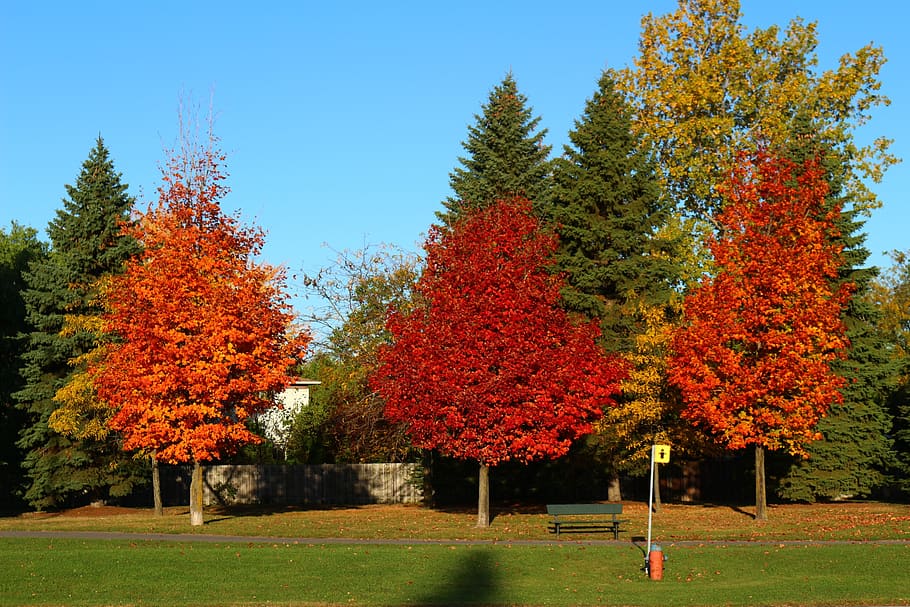 tree, fall, nature, autumn, forest, landscape, trees, leaves HD wallpaper