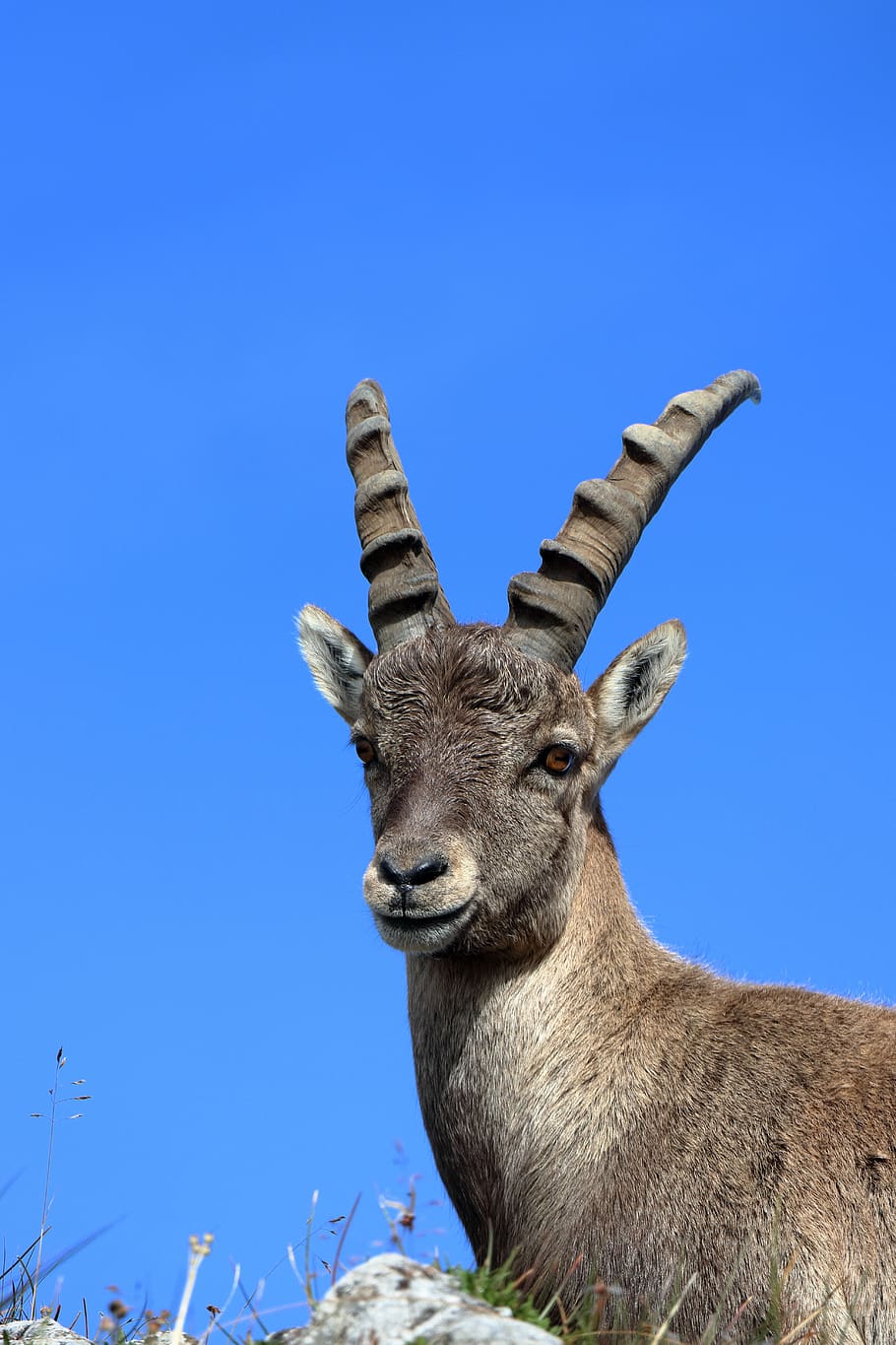 capricorn, mountains, horns, alpine ibex, encounter, animal
