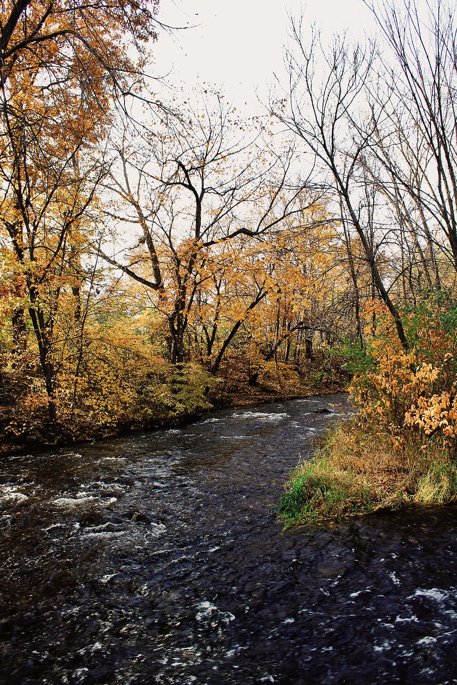 united states, minneapolis, minnehaha falls, tree, plant, nature, HD wallpaper