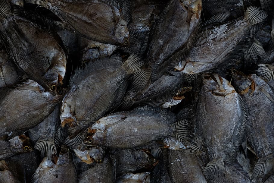dried fish, full frame, backgrounds, no people, day, abundance HD wallpaper
