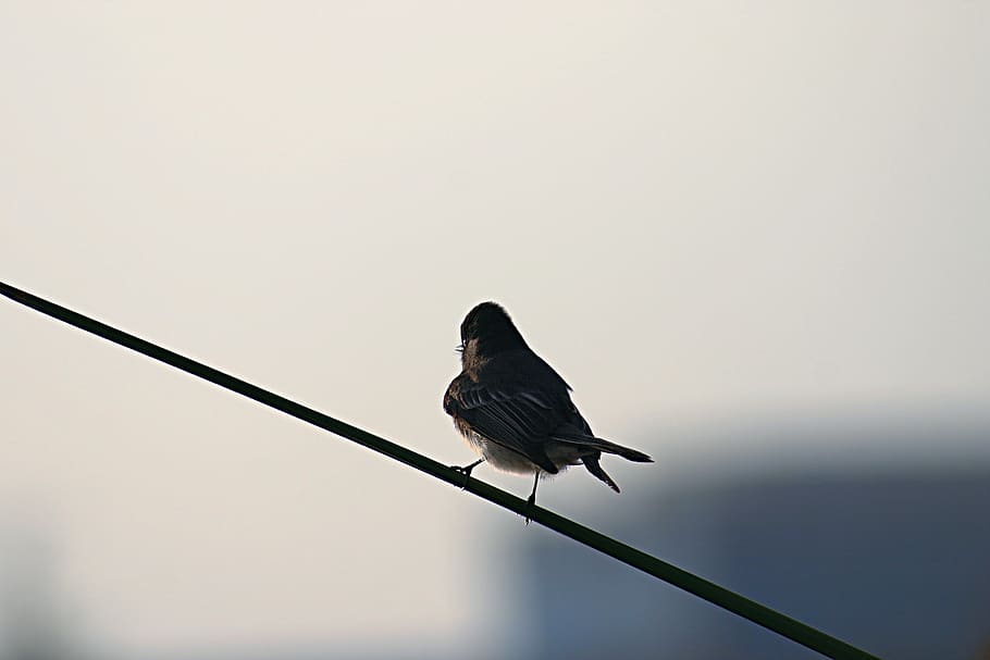 bird perched on wire, animal, nature, finch, blackbird, agelaius HD wallpaper