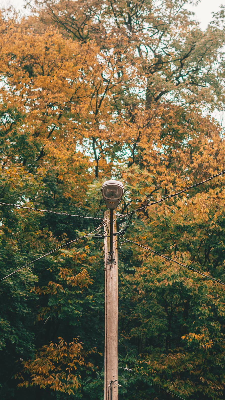 tree, plant, autumn, nature, day, no people, change, beauty in nature HD wallpaper