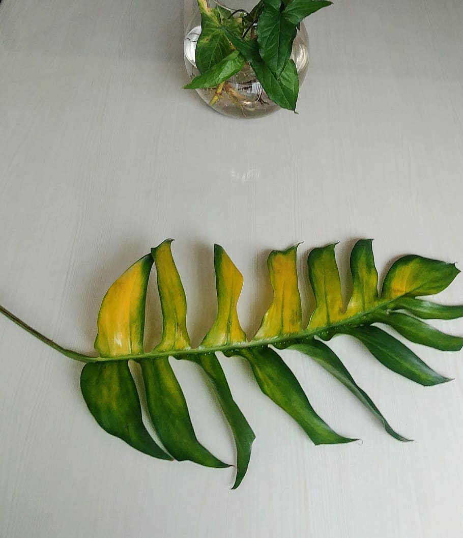 freshness, food and drink, green color, leaf, plant part, indoors HD wallpaper