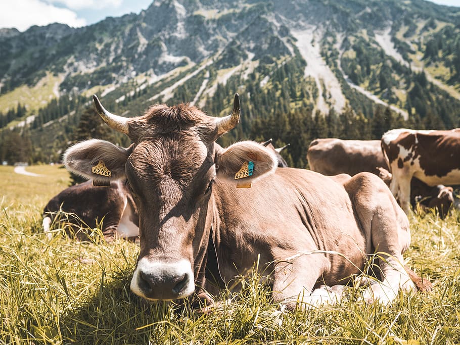 Brown Cattle on Grass at Daytime, animals, close-up, cows, environment HD wallpaper