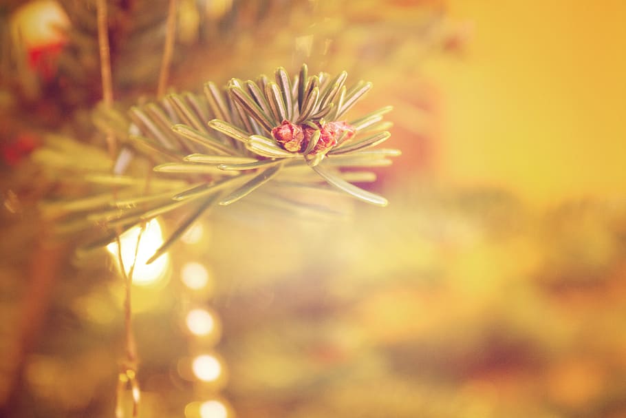 christmas, tree, decoration, advent, christmas decoration, christmas decorations HD wallpaper