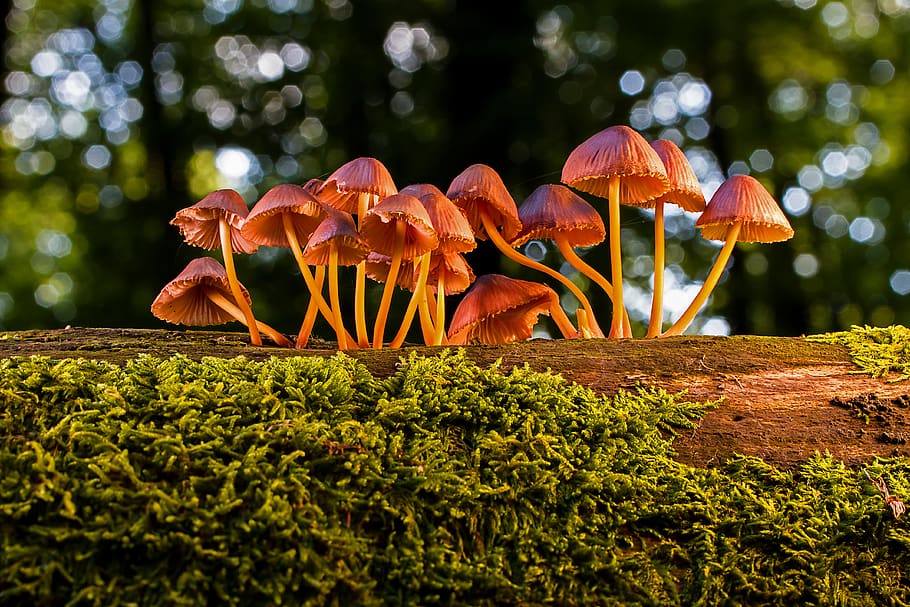 mushroom, mushrooms, agaric, small mushroom, forest mushrooms, HD wallpaper