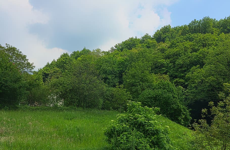tree, sky, nature, plant, green color, growth, beauty in nature HD wallpaper