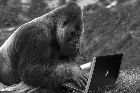 monkey, laptop, computer, technology, internet, primate, mammal HD wallpaper