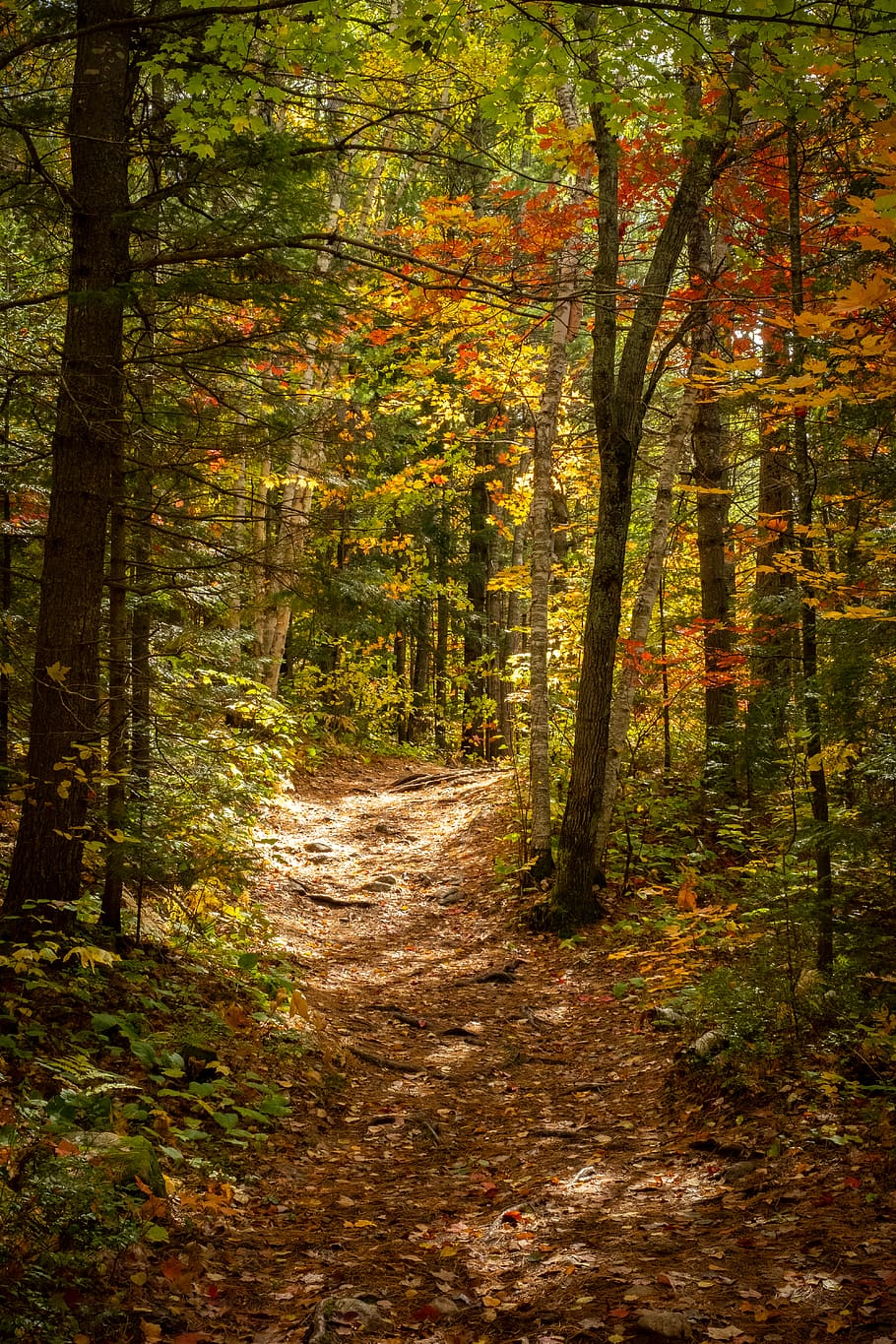 trees and plants, fall, forest, dense forest, nature, walk, path HD wallpaper