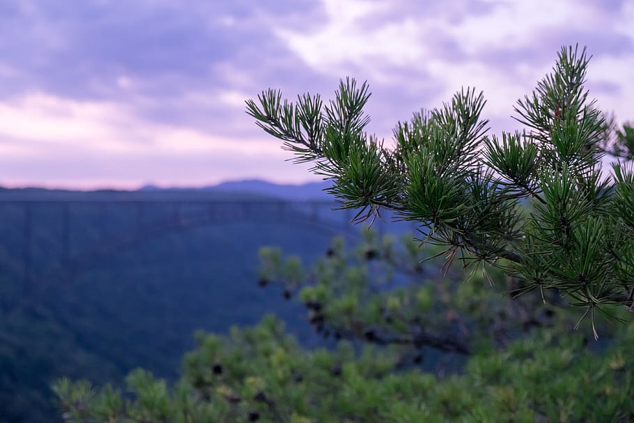 tree, forest, pine, bridge, new river gorge, west virginia HD wallpaper